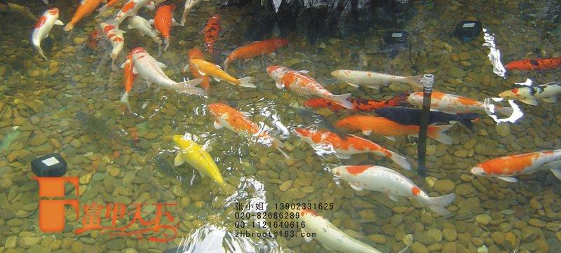 供应滁州景观鱼池水生物净化系统_