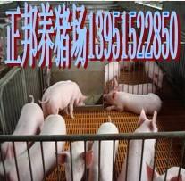 供应2011屯留县三元猪价格长白猪价格