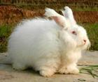 供应长毛兔养殖场长毛兔养殖基地长毛兔价格行情预测