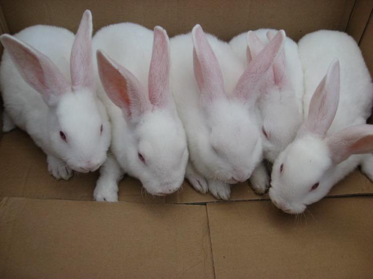 幼兔价格成兔价格母兔价格种兔价格批发
