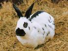 兔子养殖种兔价格獭兔养殖技术批发