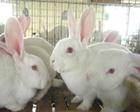 獭兔养殖技术獭兔选种特点獭兔价格批发