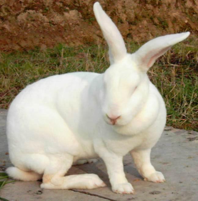 獭兔种兔獭兔皮价格獭兔商品兔价格批发