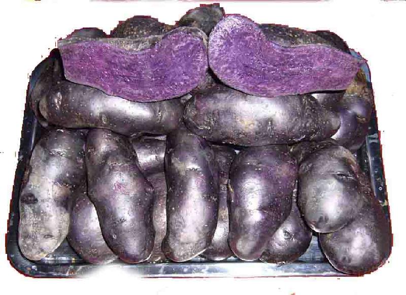 供应黑美人土豆种子