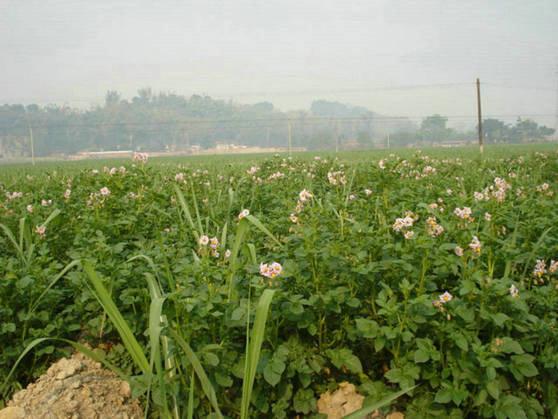 北京市2191马铃薯种子厂家