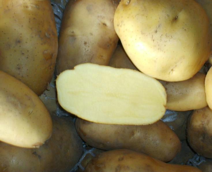 供应秋播马铃薯种薯荷兰7 早熟土豆种子 最新价格 脱毒土豆种子图片