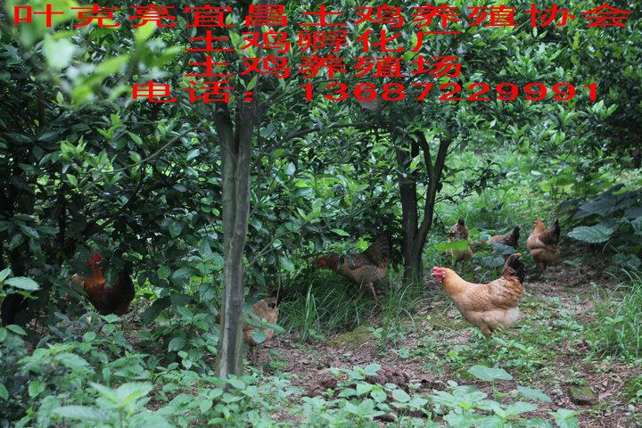 宜昌市荆州农家土鸡厂家供应荆州农家土鸡，农家土鸡蛋，母鸡批发价格