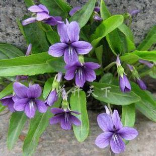 紫花地丁种子批发