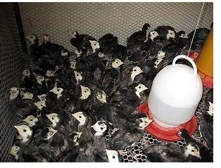 供应陕西火鸡苗价格优质火鸡种苗供应商火鸡养殖技术