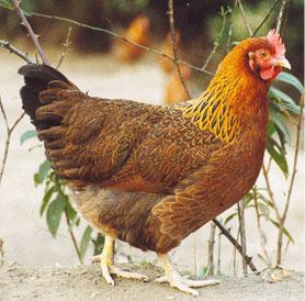 供应养鸡维江西博源生产绿壳蛋黑鸡麻鸡品种多样有五黑一绿有红冠黑麻