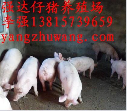 供应苗猪价格小猪价格种猪养殖三元仔猪价格行情图片