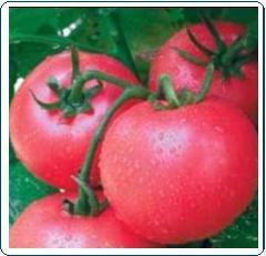 供应百灵番茄种子
