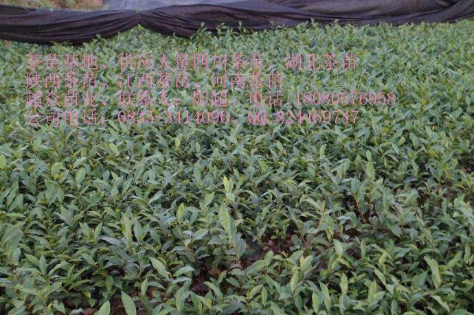 供应安吉茶苗，安吉茶苗价格，安吉茶苗种植基地
