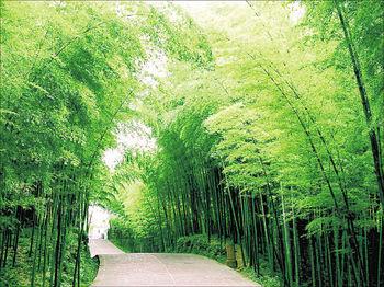 潍坊市北京绿化竹子北京竹子工程竹子厂家