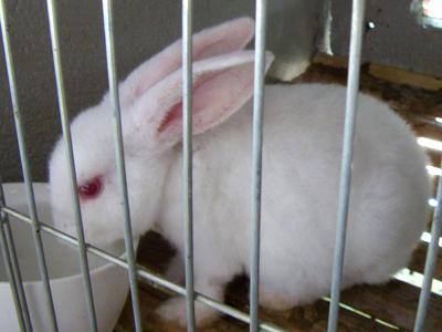 獭兔一斤多少钱獭兔有哪些品种批发
