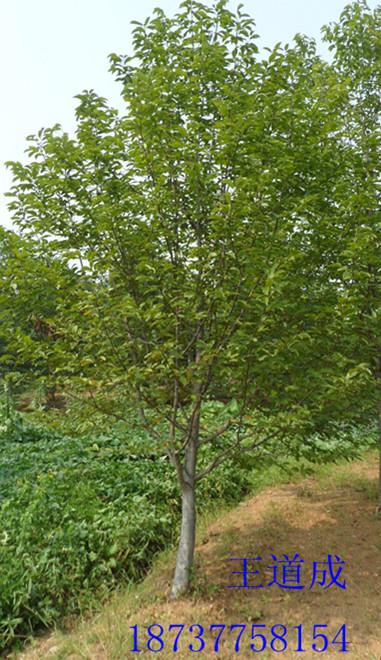 黄连木野生罗根树2到15公分低价供批发