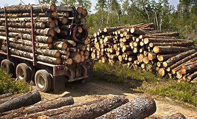供应东南亚橡胶木木材进口报关代理