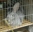 广西兔笼生产厂家、广西兔笼报价、广西兔笼价格、广西兔笼批发、广西兔笼