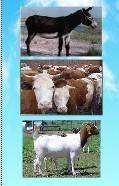 供应新疆乌鲁木齐小驴驹价格提供鲁西黄牛价格波尔山羊养殖基地小牛价