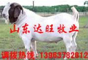 供应湖北武汉我要买羊去哪买羊山羊养殖技术图片