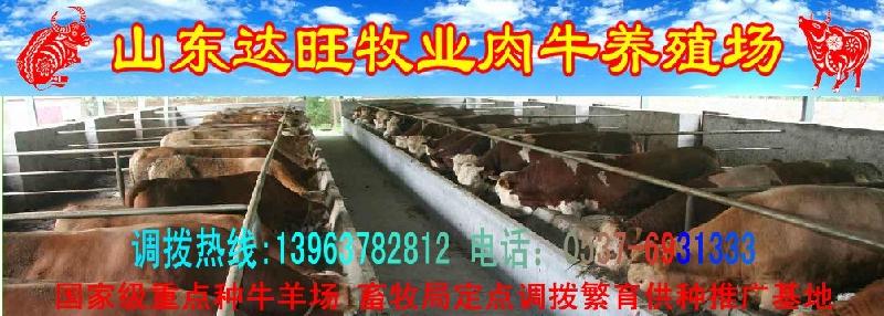 供应新疆乌鲁木齐小驴驹价格提供鲁西黄牛价格波尔山羊养殖基地小牛价