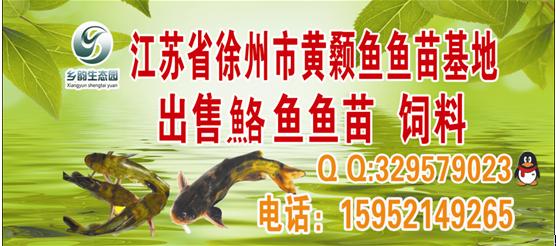 2012最有潜力养殖项目黄颡鱼养殖批发