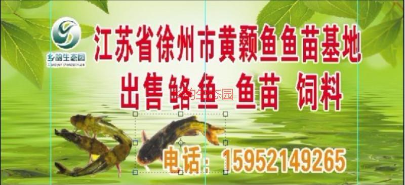 供应徐州市最大的岔尾黄颡鱼苗供货商，徐州市最大的岔尾黄颡鱼批发商