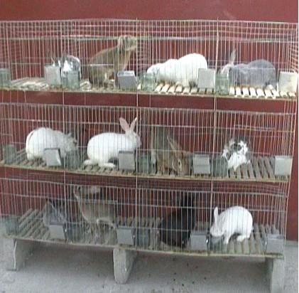 供应兔子专用笼