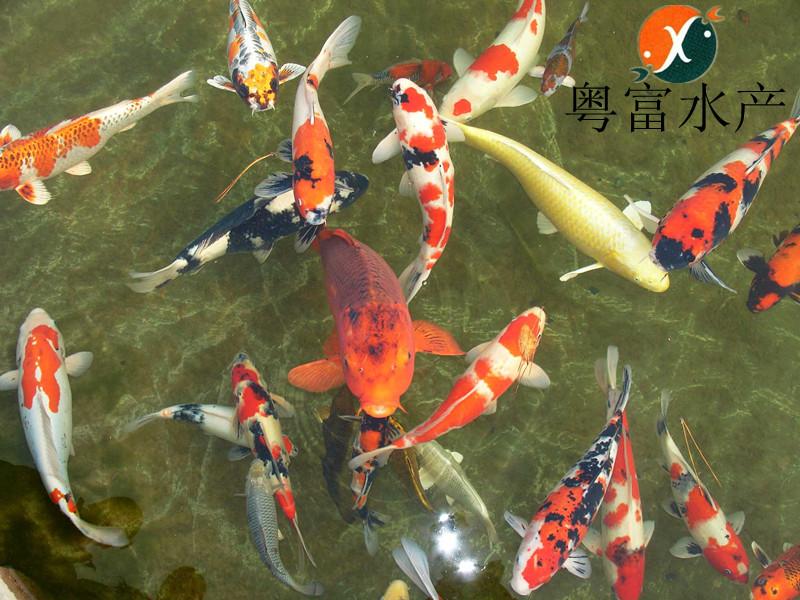 广州高档观赏鱼锦鲤苗怎么养批发