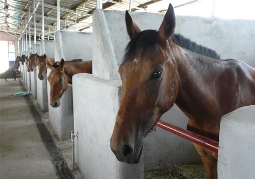 供应广西百色养马场 马的价格 养马技术 马的品种大全和谐供应商