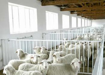 供应山东小尾寒羊养殖场 高腿小尾寒羊繁育基地（和谐养殖场）图片