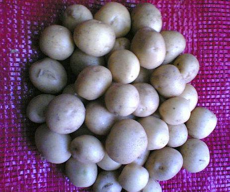 内蒙赤峰土豆种子土豆种子批发土豆批发