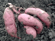 红薯苗优良新品种精品高产红薯种子批发