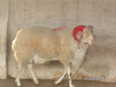 山东个体养殖常年出售种牛种羊
