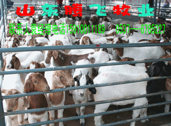 腾飞牧业常年出售纯种波尔山羊价格批发