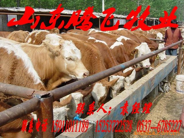供应哪的西门塔尔牛品种最好，价格最低，西门塔尔牛供应商