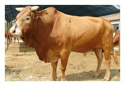 山东腾飞牧业长期出售纯种鲁西黄牛
