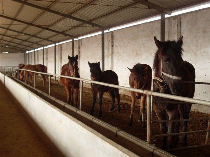 山东个体养殖基地常年出售各种马匹批发