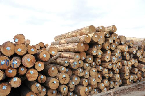 供应南沙专业木材进口报关清关代理公司