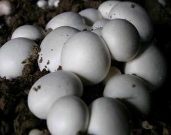 双孢蘑菇种植双孢蘑菇母种和栽培种批发