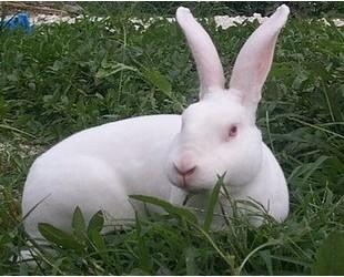 供应致富经肉兔养殖技术资料养兔场址的选择兔笼的设计肉兔的繁殖饲养