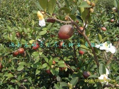 供应油茶树种子图片