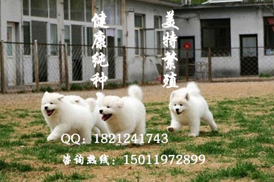 广州边度有狗买广州哪里有卖萨摩批发