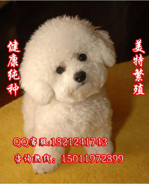 广州哪里有狗卖 广州哪里有卖比熊 广州比熊价格多少 美特犬业
