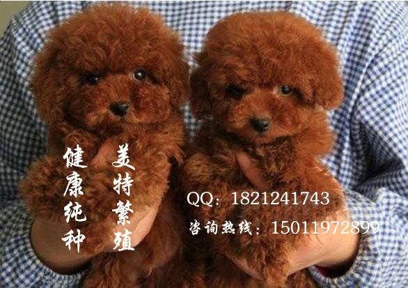 广州小泰迪一只多少钱 广州哪里有卖泰迪熊犬 广州茶杯泰迪熊多少钱图片