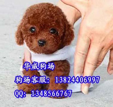 供应广州天河区哪里有卖贵宾犬图片