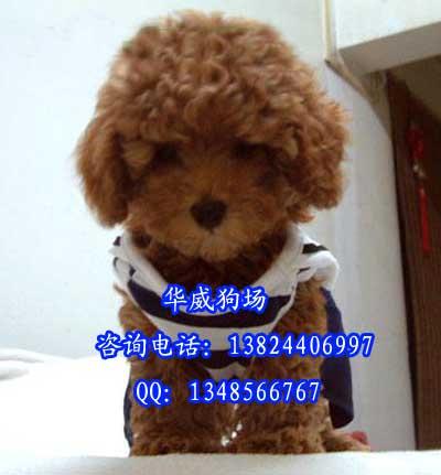 广州市广州天河区哪里有卖贵宾犬厂家供应广州天河区哪里有卖贵宾犬