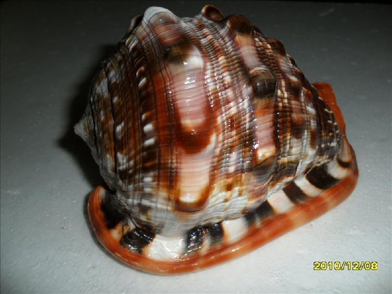 供应万宝螺，贝壳海螺，贝壳原料，加工贝壳工艺品