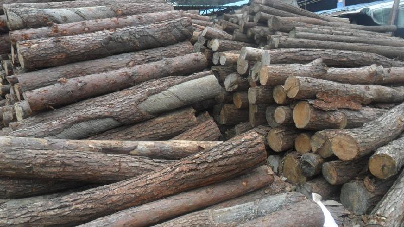 供应深圳木材价格