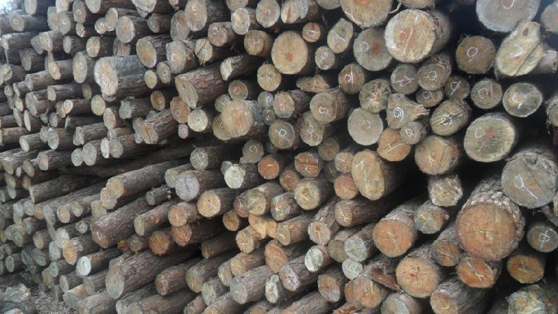 供应深圳木材价格